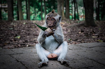 Single monkey with a leaf in Monkey Forest.