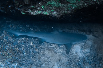 卡诺岛附近海域的大礁鲨。
