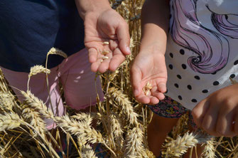 Wo kommt das Essen her? Unsere Kinder lernen den Weg vom Korn zum Brot kennen