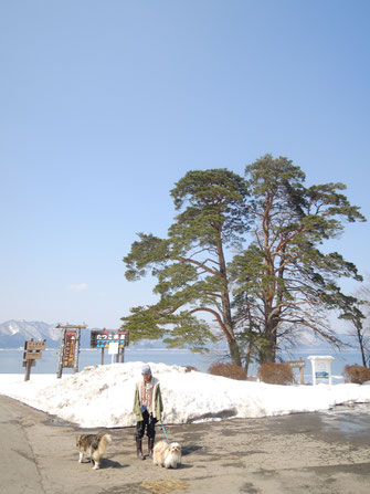 立派な松です。かっぱ淵の松にてかっぱと犬二匹。