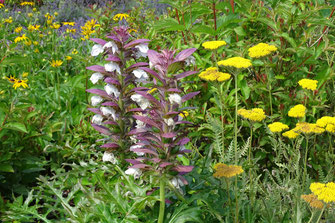 Foto von einem Sstaudenbeet mit Schafgarbe und Acanthus