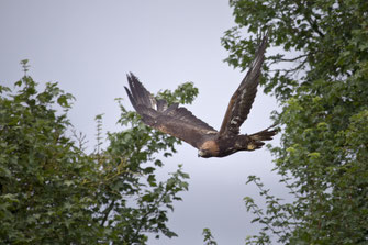 Fliegender Steinadler Foto: Marcus Bosch LBV Bildarchiv