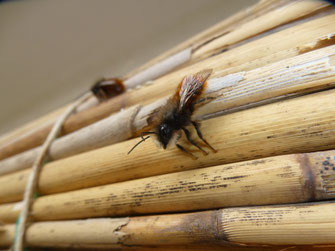 Die Männchen warten auf die später schlüpfenden Weibchen. Bild: Lucia Tischer