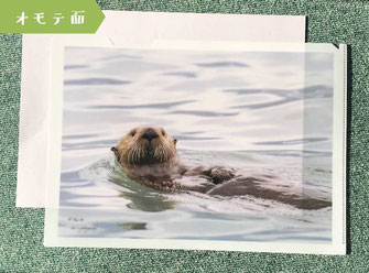 Sea Otter  ラッコ
