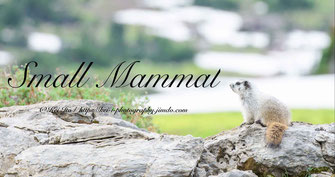 Marmot, flying squirrel, chipmunk, red squirrel, マーモット、アカリス、シマリス、モモンガ、