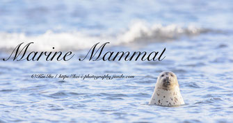 Monk seal, spotted seal, harbor seal, sea otter, sea lion, モンクアザラシ、ゴマフアザラシ、ゼニガタアザラシ、トド、ラッコ