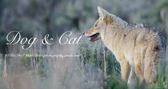 Fox, Lynx, Coyote, Wolf, キツネ、リンクス、オオカミ、コヨーテ