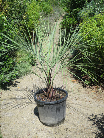 Butia yatay (Yatay-Palme) bei mir in Topfkultur