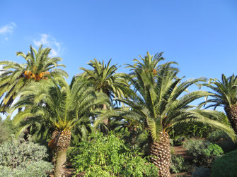 Phoenix canariensis (Kanarische Dattelpalme) im Botanischen Garten Barcelona