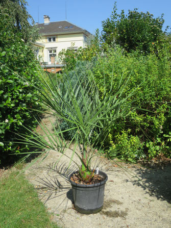 Butia paraguayensis (Zwerg-Yatay-Palme), Herkunft: Dick Douglas Garden