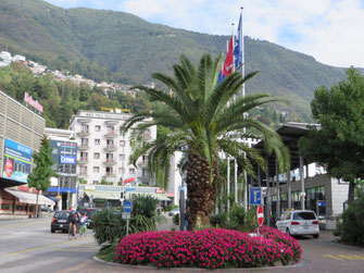 Phoenix canariensis (Kanarische Dattelpalme) in Locarno im Tessin (CH)