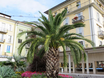 Phoenix canariensis (Kanarische Dattelpalme) in Locarno im Tessin (CH)