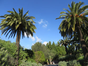 Phoenix canariensis (Kanarische Dattelpalme) im Botanischen Garten Barcelona