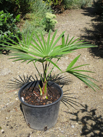 Trachycarpus princeps (new form)