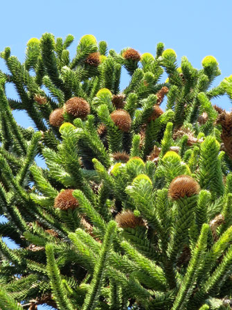 Zapfen von Araucaria araucana (Chilenische Schmucktannne, Andentanne, Araukarie)