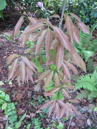 Quercus myrsinifolia (Japanische Eiche), Schaffhausen