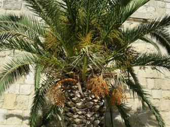 Phoenix canariensis (Kanarische Dattelpalme) in Jerusalem