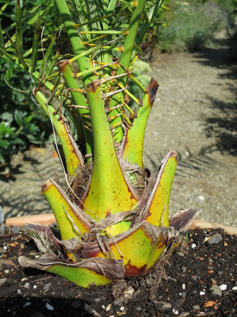 Phoenix dactylifera (Echte Dattelpalme)