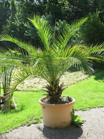 Phoenix canariensis (Kanarische Dattelpalme) in Schaffhausen als Kübelpflanze