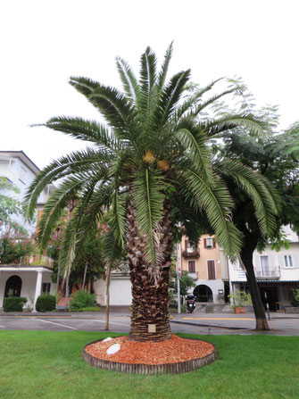 Phoenix canariensis (Kanarische Dattelpalme) in Muralto bei Locarno im Tessin (CH)