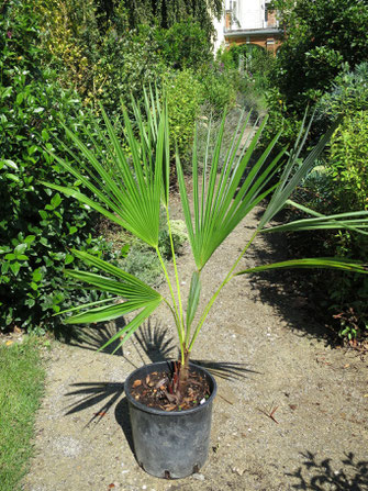 Trachycarpus oreophilus (Thai-Hanfpalme)