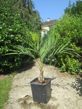 Butia lallemantii (Ausläufertreibende Zwerg-Geleepalme)