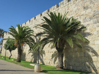 Phoenix canariensis (Kanarische Dattelpalme) in Jerusalem