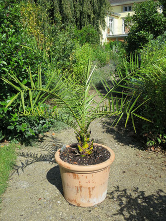 Phoenix dactylifera (Echte Dattelpalme)