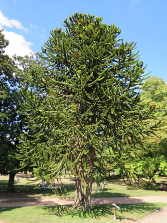 Araucaria araucana (Chilenische Schmucktannne, Andentanne, Araukarie) im Botanischen Garten von Lyon