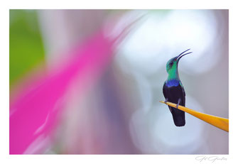 Colibris