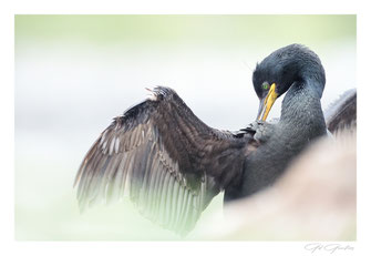 Cormorans huppés