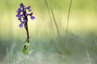 Orchidées
