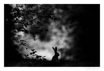 Série " De noir et de Blanc "