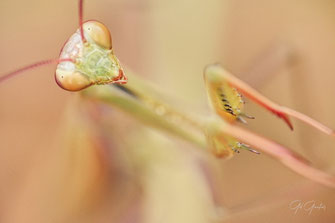 Les Mantes