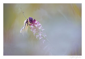 Orchidées