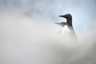 Guillemots de Troïl