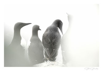Guillemots de Troïl