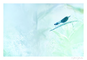 Série " Aqua Nature " 