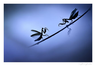 Les Mantes