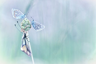 Papillons
