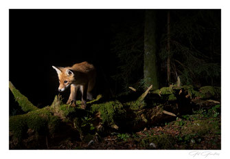 Renards
