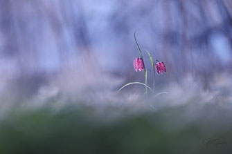 Fritillaires