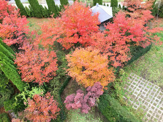 ヤマボウシ　紅葉