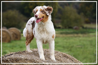 Hundefotograf-Hundeshooting-L796