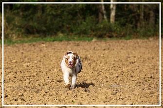 Hundefotograf-Hunde-Shooting-L800