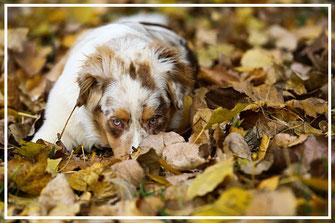 Hundefotograf-Hundeshooting-L799