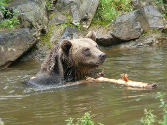 fiche animaux ours brun contre ours noir