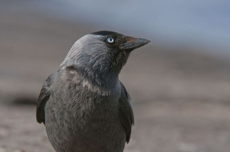 Dohle (Foto: W. Lorenz LBV-Bildarchiv)