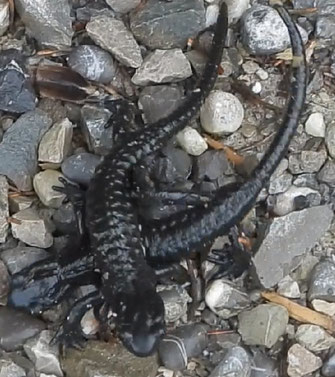 Alpensalamander - Foto: Peter Griegel