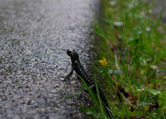 Alpensalamander, Tanja König, LBV-Bildarchiv